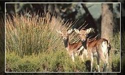Tapada Nacional de Mafra: Tapada Nacional de Mafra - Cliquetez pour agrandir