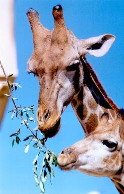 Jardim Zoologique de Lisbonne: JZL: Girafes - Cliquetez pour agrandir