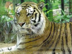 Lisbon Zoo: JZL: Tiger - Click to enlarge