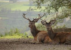 Tapada Nacional de Mafra: TNM: Veados (Cervus elaphus) - Clique para ampliar