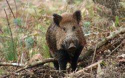 National Hunting Reserve of Mafra: NHRM: Wild boar (Sus scrofa) - Click to enlarge