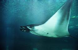Ocean�rio de Lisboa: Ocean�rio de Lisboa: Manta birostris - Clique para ampliar