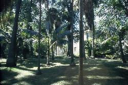 Science Museum of the Lisbon University: Science Museum: Botanical Garden - Click to enlarge