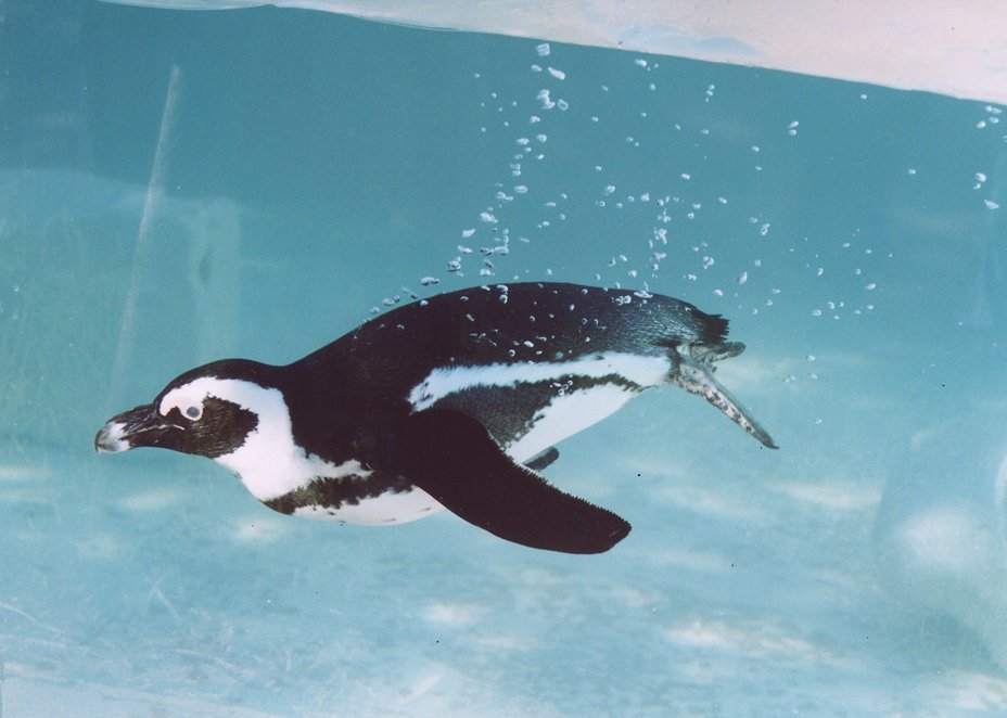 JZL: Pinguino