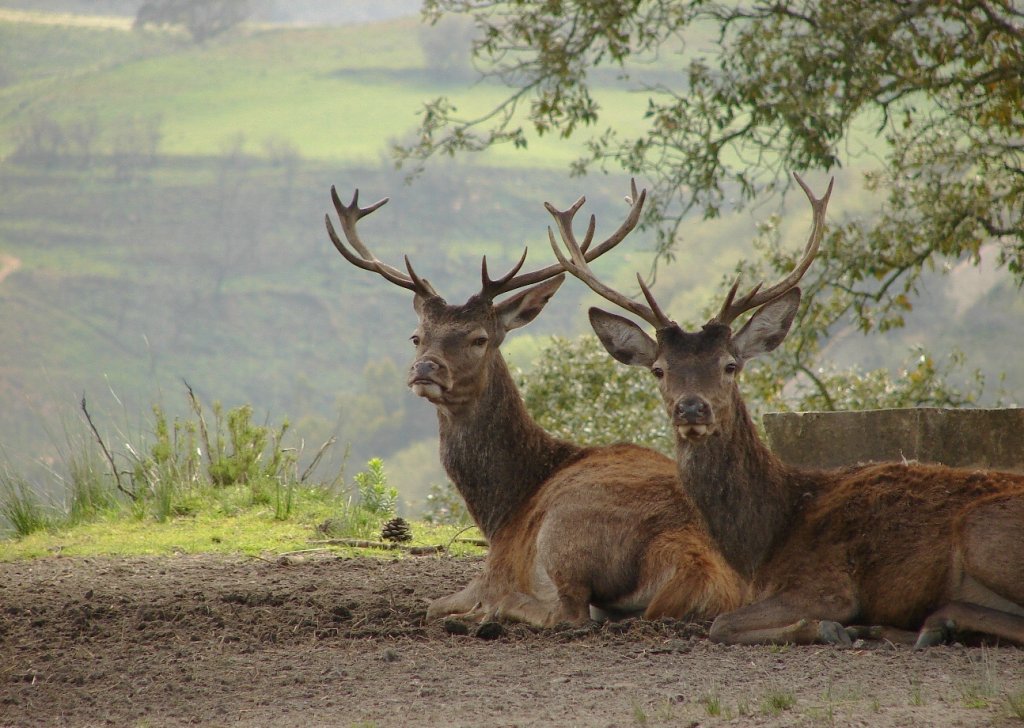TNM: Veados (Cervus elaphus)