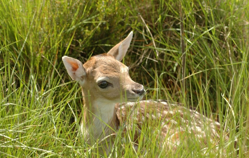 TNM: Gamo (Dama dama)